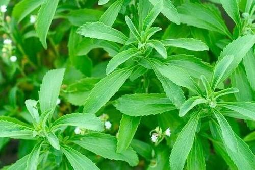 Global Stevia Market 2019, Global Stevia Market Growth, Global Stevia Market Trends and Analysis, Global Stevia Market Forecast,