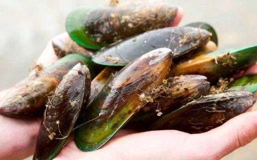 Mussel Oil Market 2019 Industry Scope - Waitaki, MOXXOR, Great