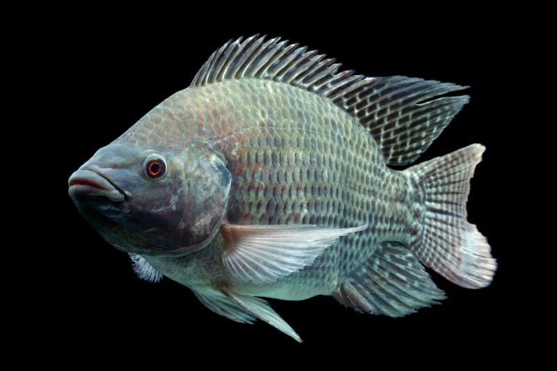 Global Tilapia Market Comprehensive Study, Rising Growth, Emerging Scope, Estimated Forecast to 2020