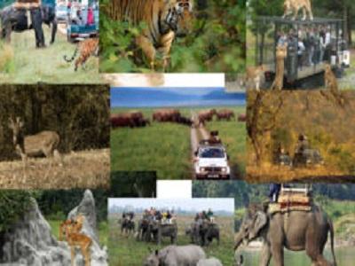 Wildlife Tourism Market