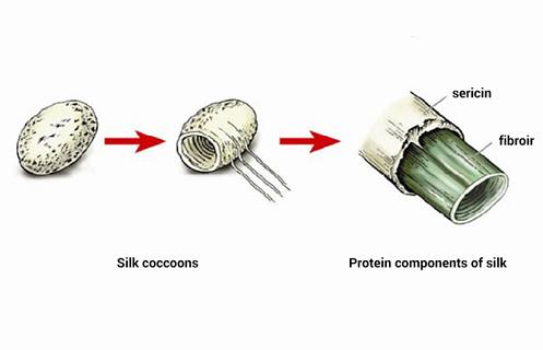 Sericin Market