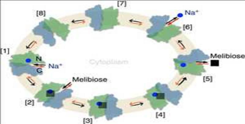 Global Melibiose Market Analysis 2020 Beijing Chemsynlab,