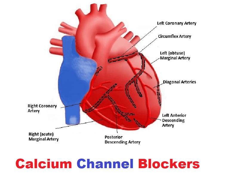 Calcium Channel Blockers Market