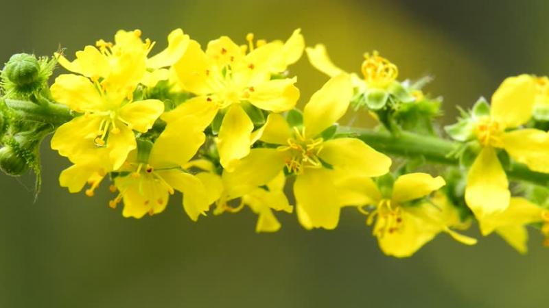 Global Agrimony Market Huge Growth Opportunity between