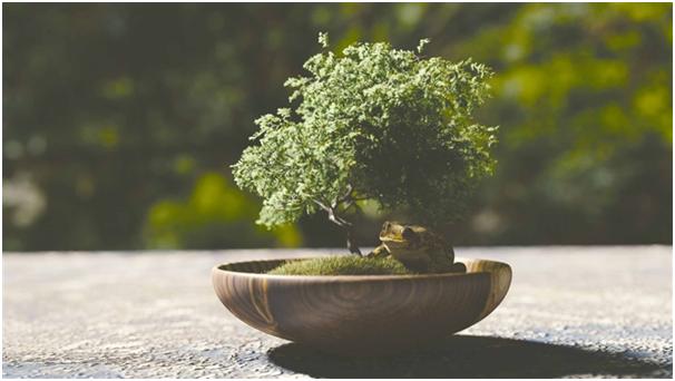 BONSAI MARKET