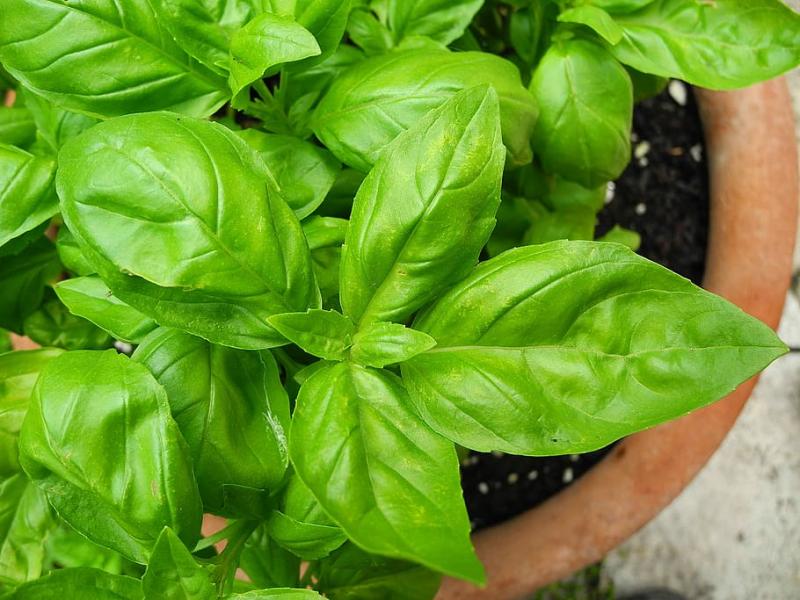 Basil Leaves Market Market Size Scope and Comprehensive