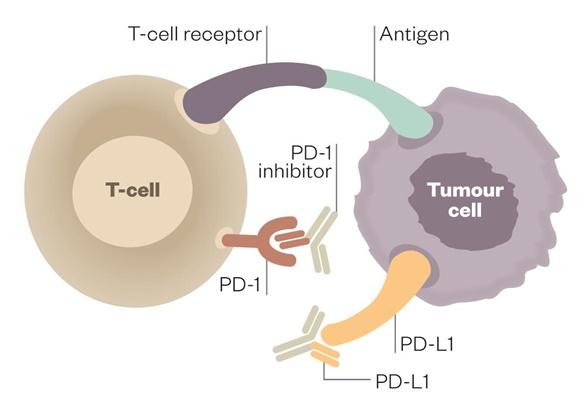 PD-1 and PDL-1 Inhibitors Market