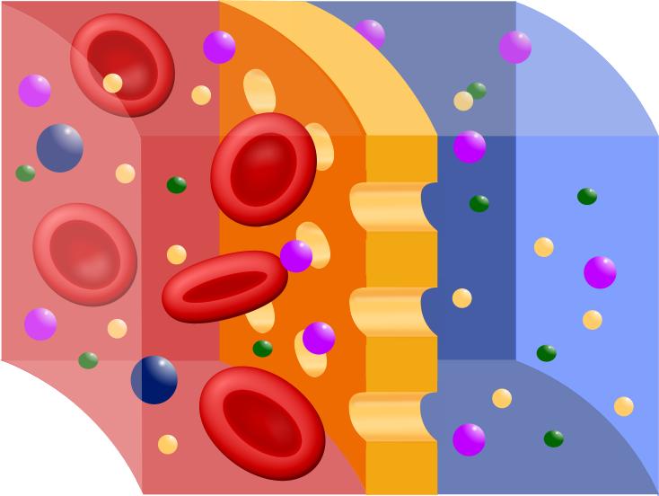 Global Semipermeable Membrane Market Expected to Witness a Sustainable Growth over 2025
