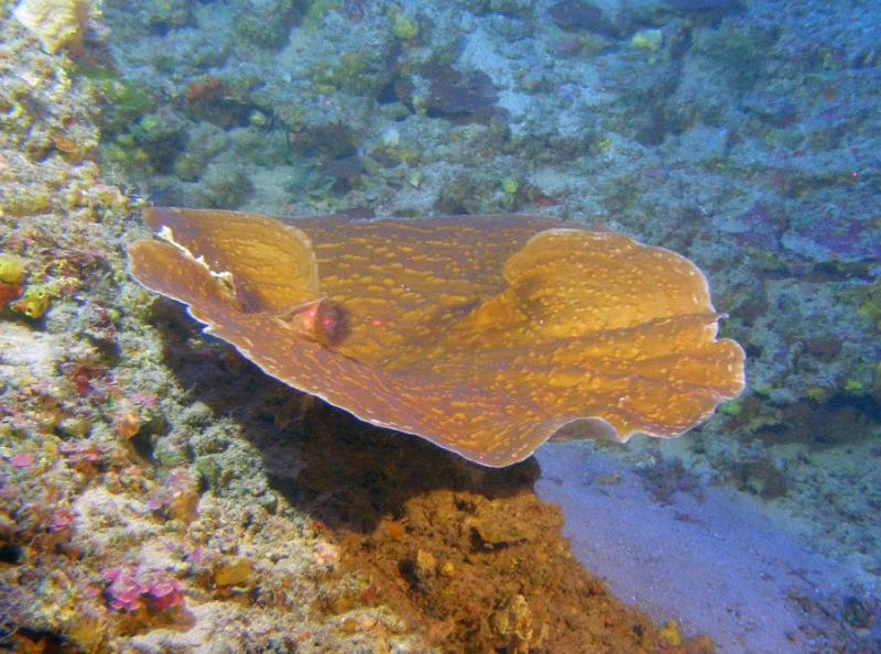 Figure 1. A colony of Leptoseris hawaiiensis at 315 feet in the Au’au Channel Hawaii. Credit: HURL UH