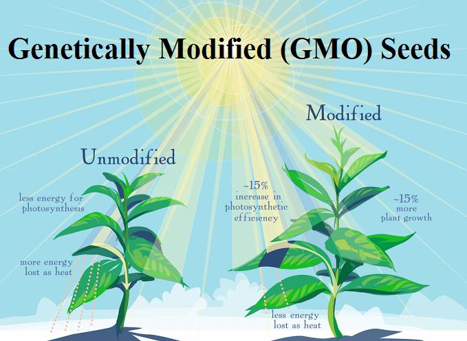 Genetically Modified (GMO) Seeds Market