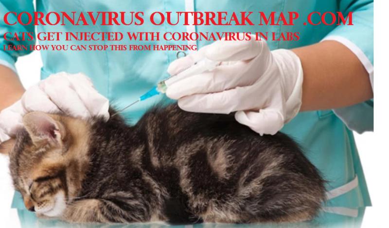 Coronavirus injected into cats killing cats