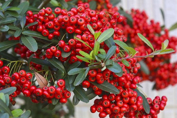 Red Berries