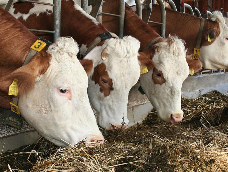Global Ruminant Feed Additive Market Expected to Witness
