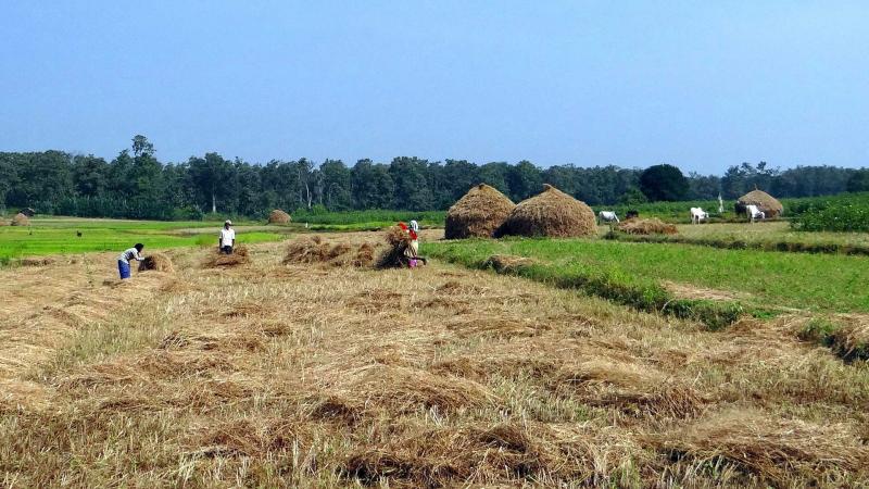 Indian farmers collecting rice straw