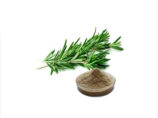 Rosemary Extract Market Size, Share, Development by 2025