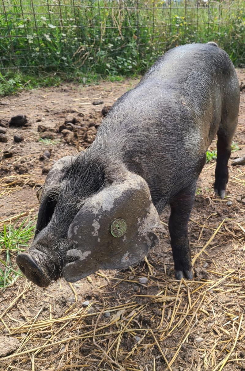 A half British/half American Large Black piglet born at Purdue University, photo courtesy of Felicia Krock.