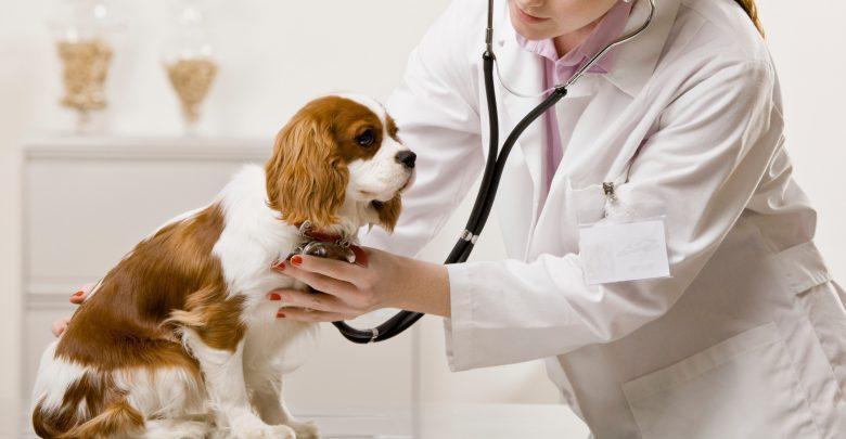 Pet Cancer Therapeutics Market