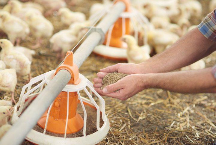Global Poultry Feed Market, Global Poultry Feed Market research, Global Poultry Feed Analysis, Global Poultry Feed Comparative, Gl