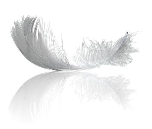 Global Down Feather Market 2020 Growth Rate - Allied Feather &