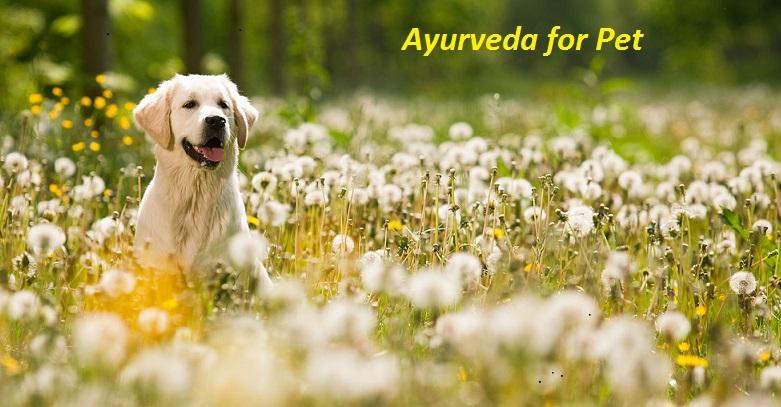 Ayurveda for Pet Market