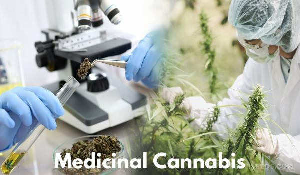 Medical Cannabis Market