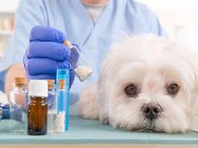 Pet Pharmaceuticals Market