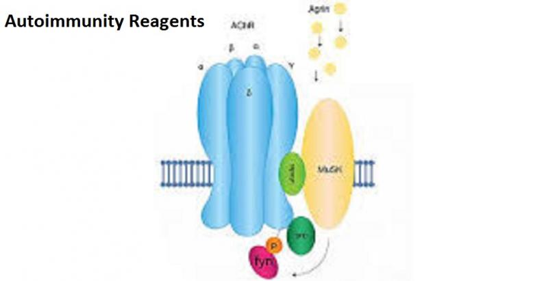 Autoimmunity Reagents