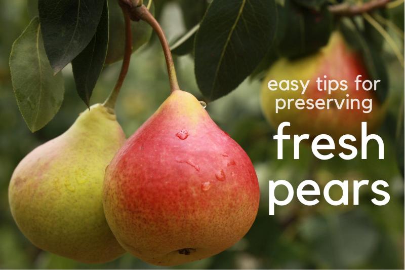 Fresh Pears Market - Premium Market Insights