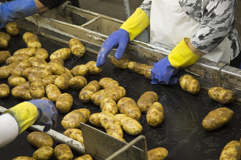 Potato Processing