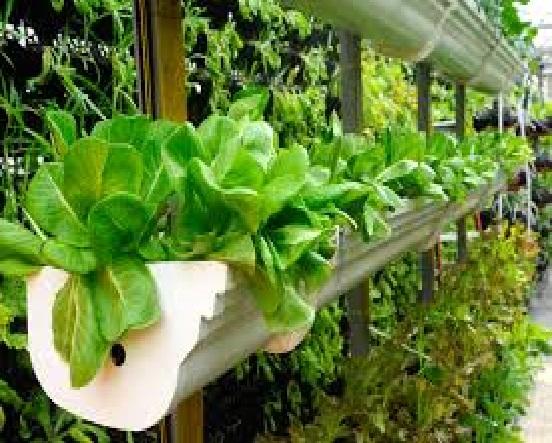 Vertical Farming Market