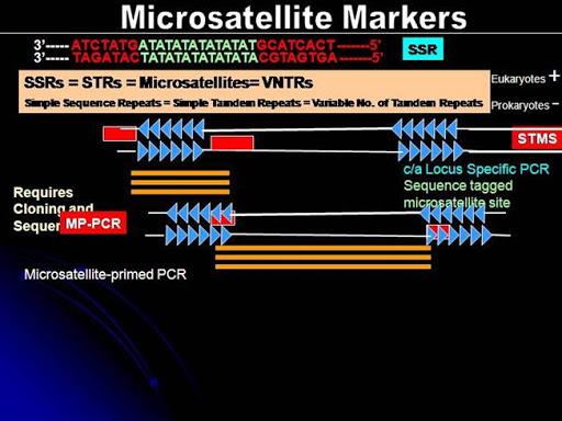 Microsatellites Market Future Trends, Manufacturers