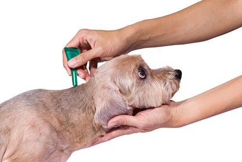 Flea and tick products