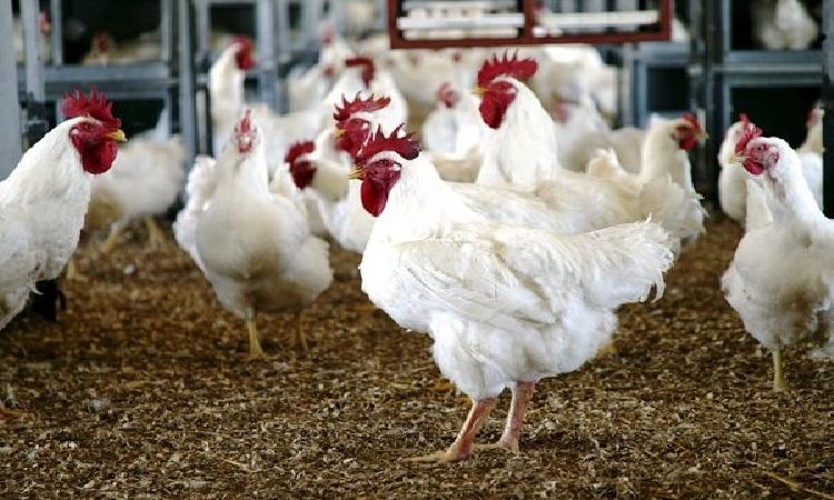 Poultry Health Market 2021