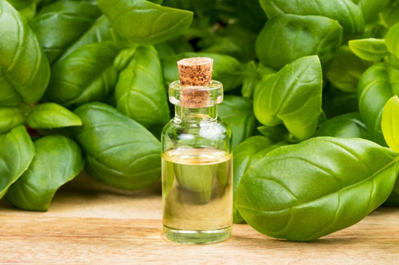 Basil Extracts Market