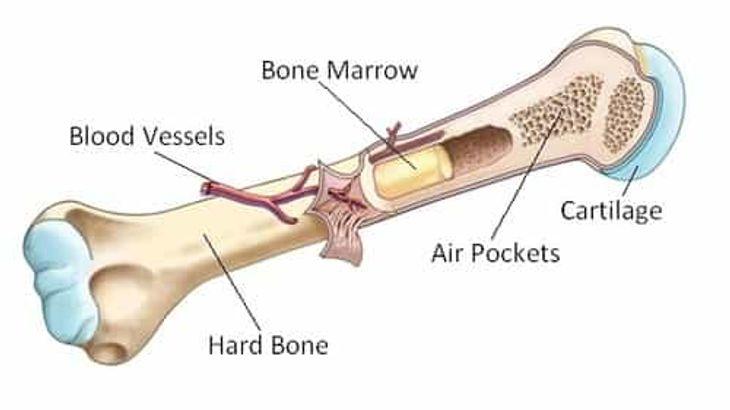 Bone Marrow Transplant Market