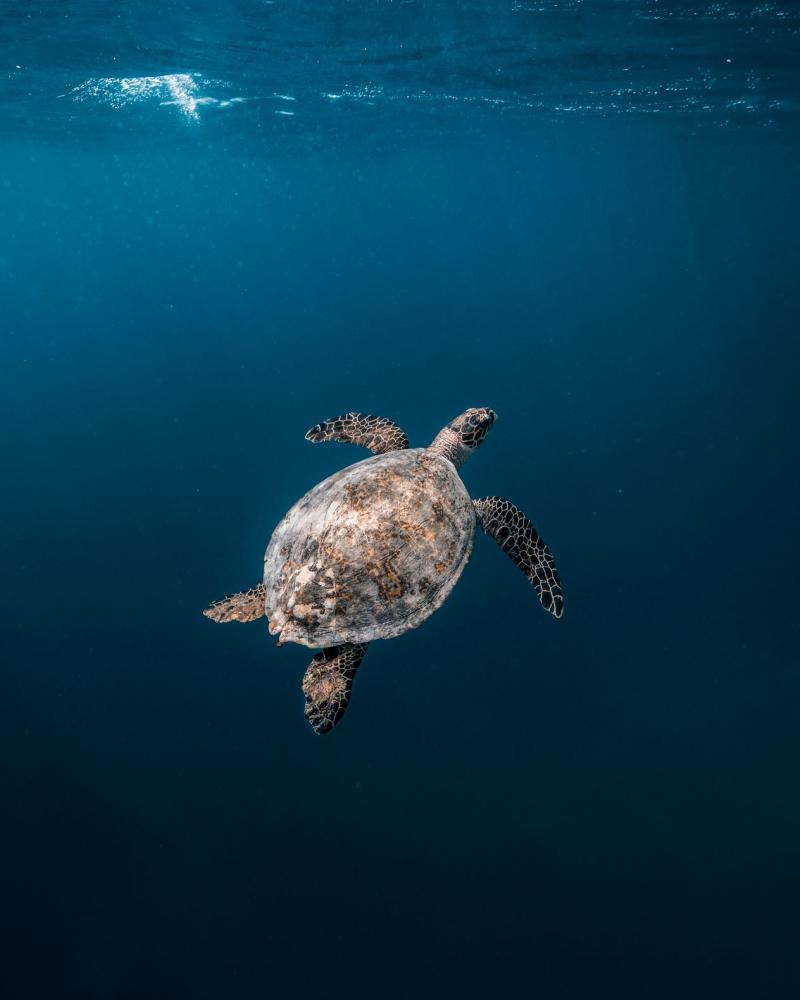 Hawksbill Turtle_Picture Credit_Mohamed Rizhan