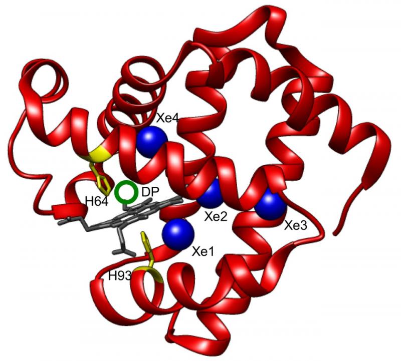 Myoglobin Market