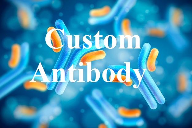 Custom Antibody Market