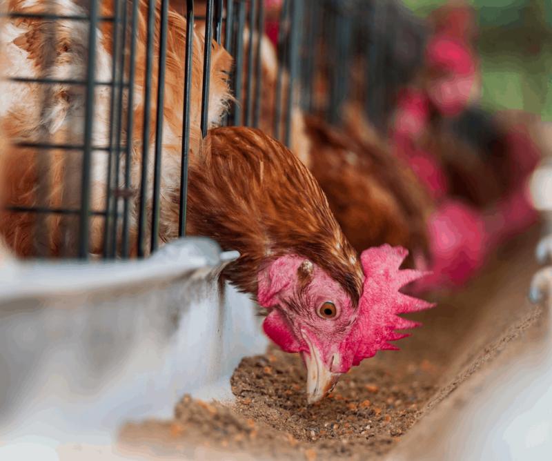 Animal Nutrition Chemicals Market Report Covers Future Trends With Research 2021-2027 – Lonza, DSM, Tata Chemicals, Dow Chemical