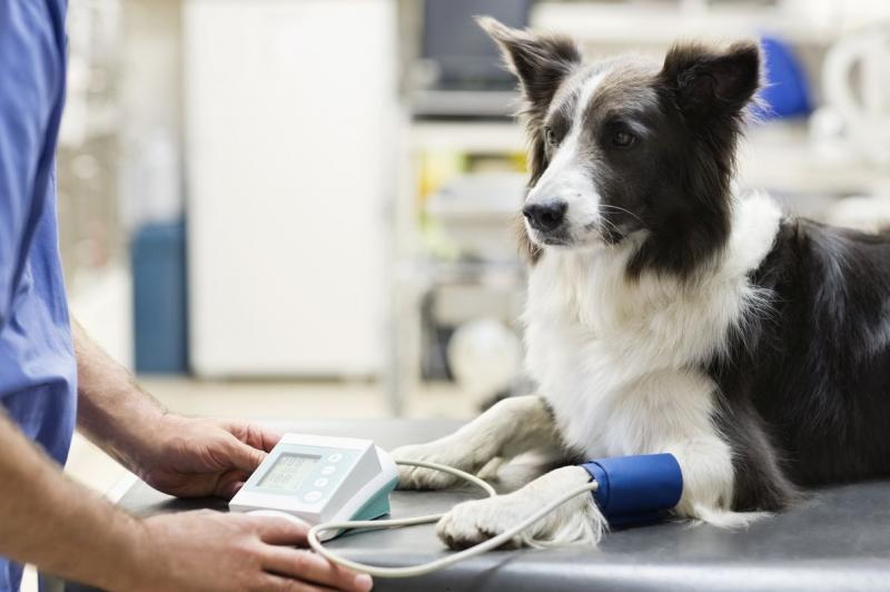 Veterinary CRO Market Research 2021 Cumulative Report With Impact of COVID-19| Clinvet, KLIFOVET AG, Oncovet Clinical Research, ON