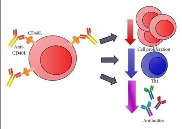 CD40 Ligand Market