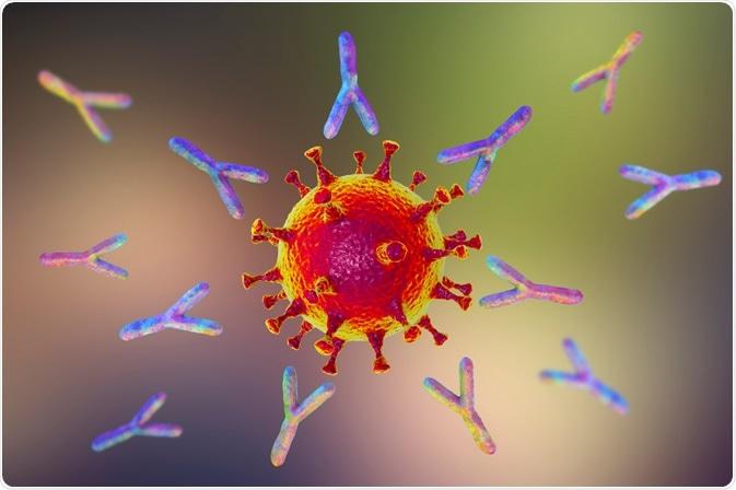 Fc Protein and Glycoengineered Antibodies