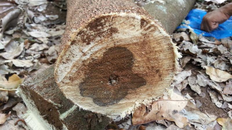 Global Agarwoods Market 2021 Industry Insights and Major