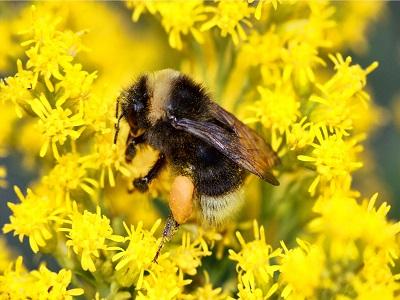 Global Bumblebee Pollination Box Sales Market