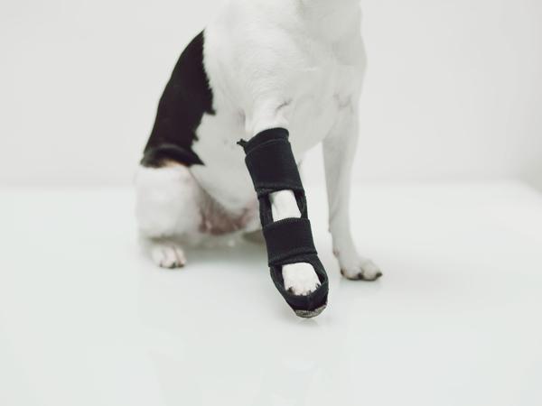 Dassiet and OrthoPets collaborate to provide safer and easier orthopedic care for pets