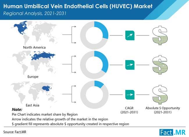 Endothelial Cells