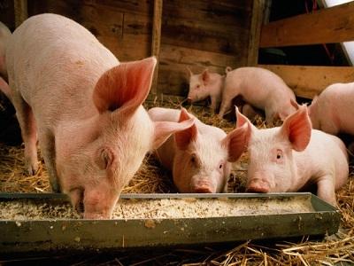 Global Swine (Pig) Feed Market