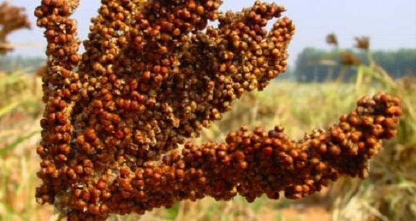 Global Finger Millet Market, Global Finger Millet Industry,