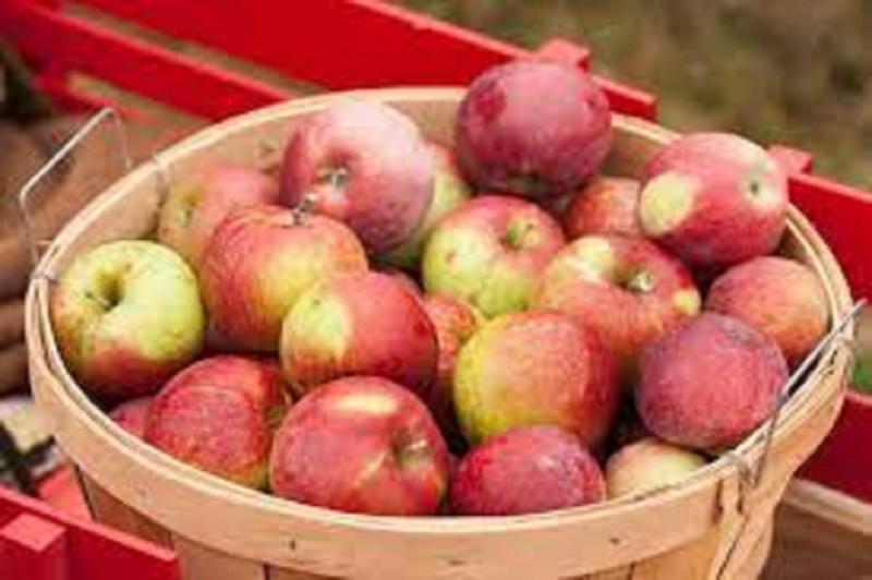 North America Organic Apple  Market