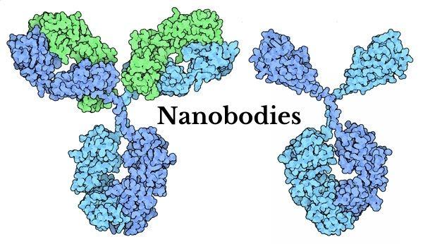 Nanobodies Market